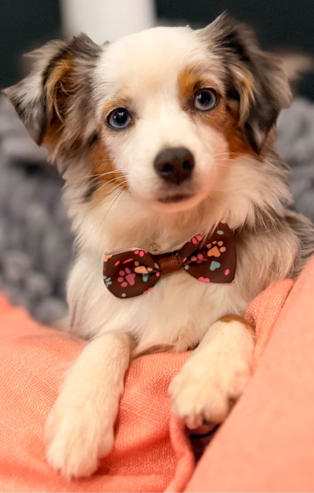 Dilbert — Toy American Shepherd