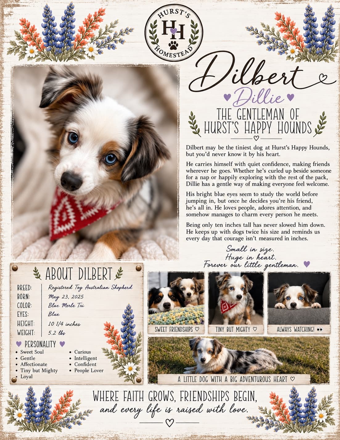 Dilbert (Dillie) — Toy American Shepherd