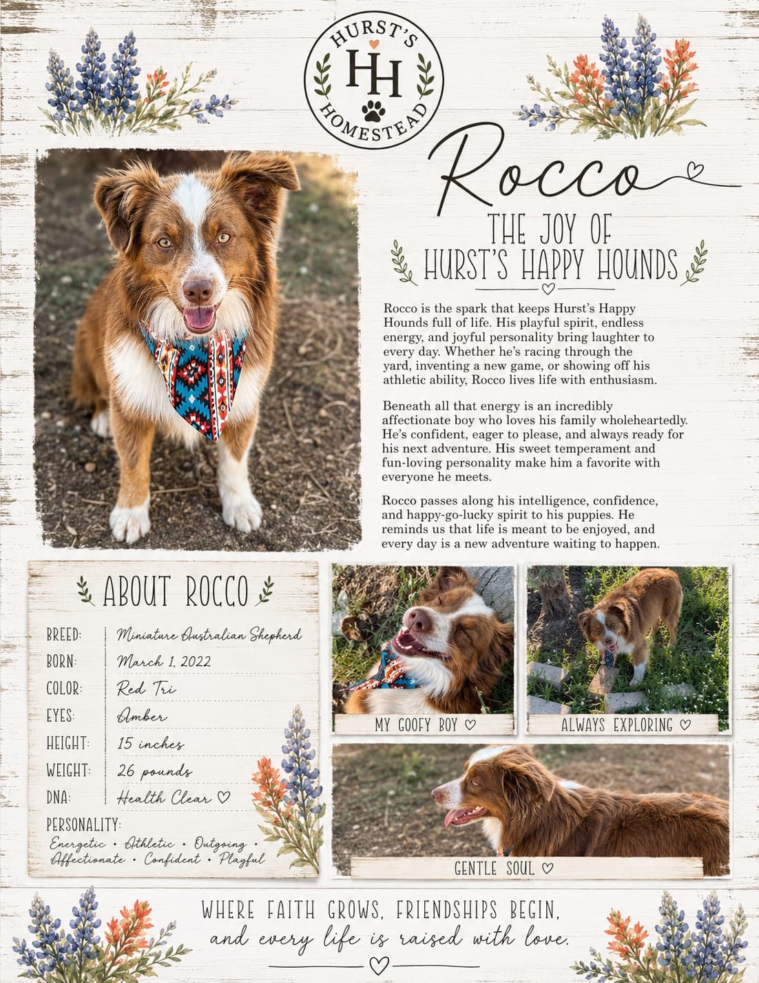 Rocco, Sire
