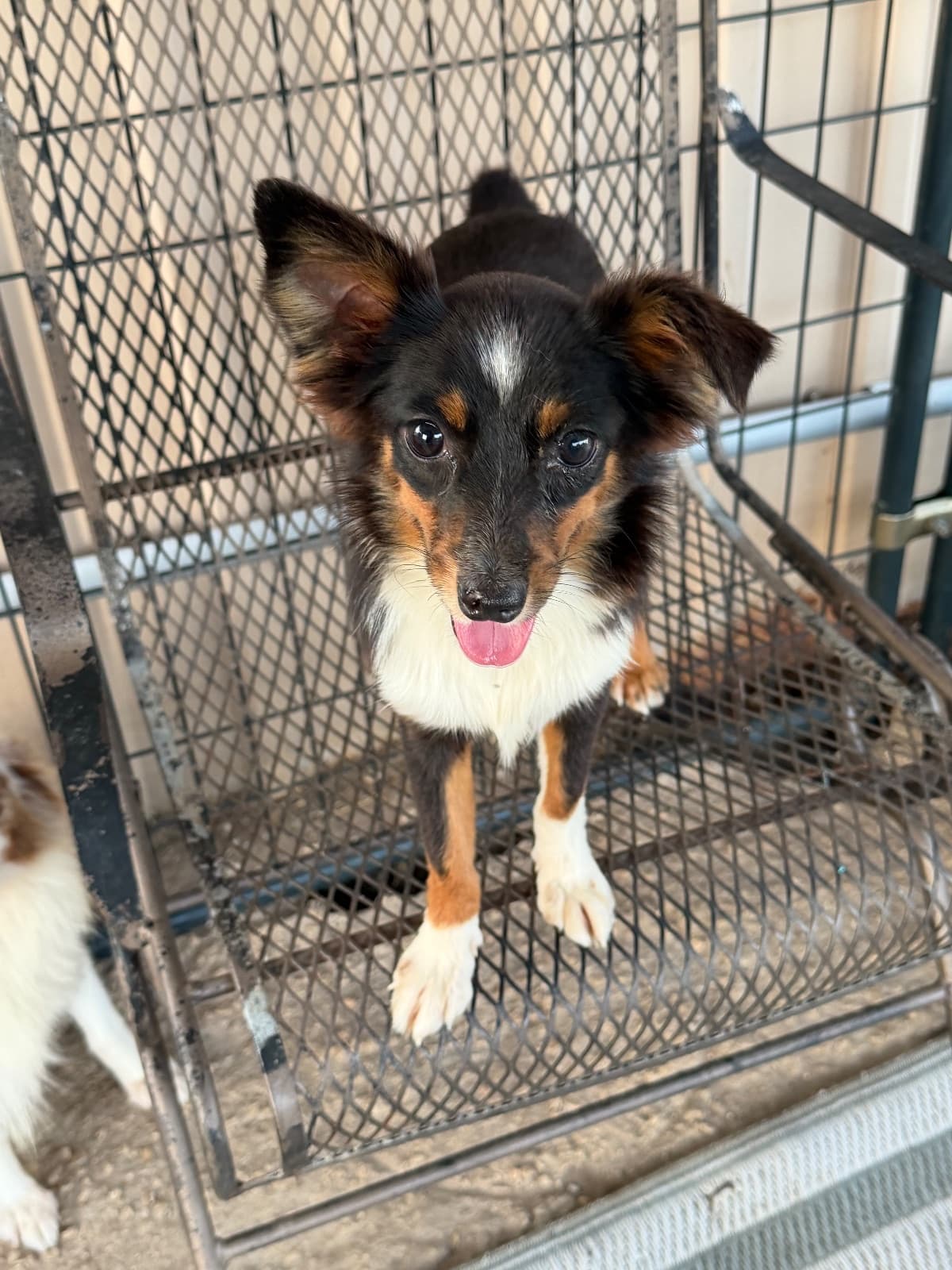Penelope (Penny)