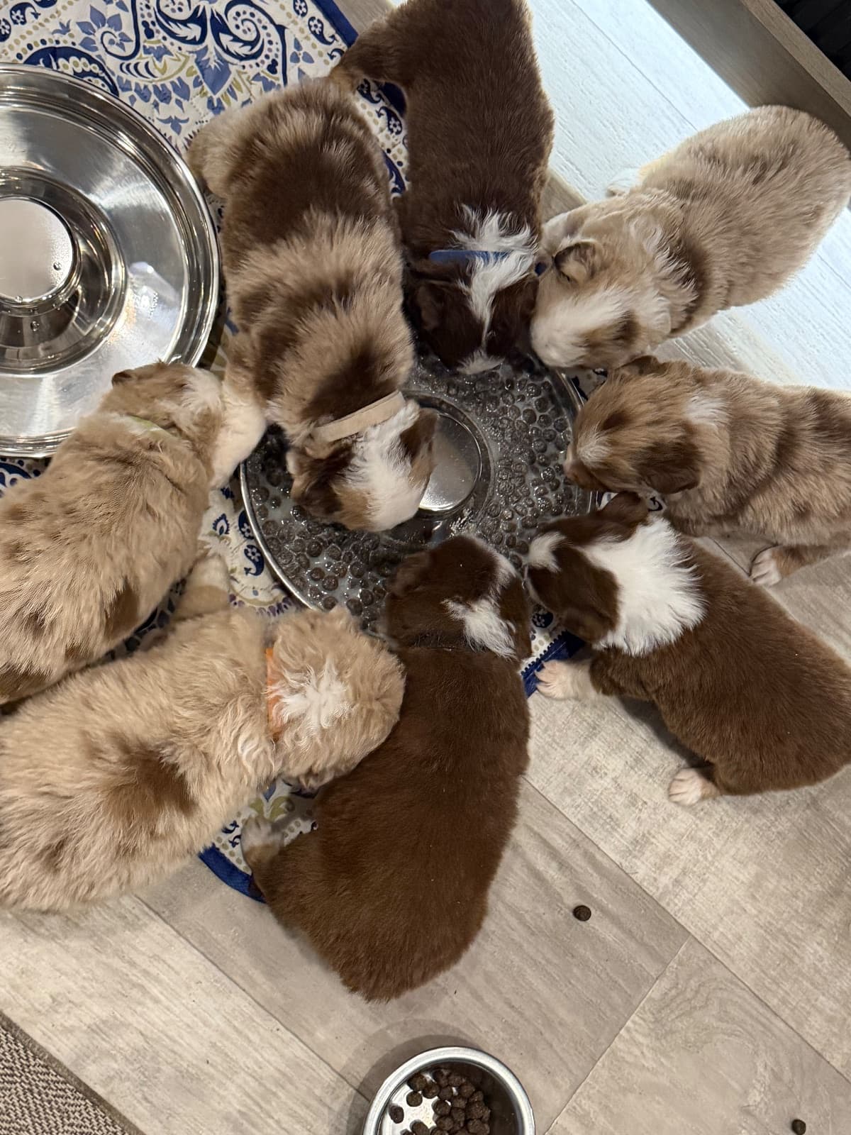 Remi x Rocco 2026 — Miniature Australian Shepherd puppies