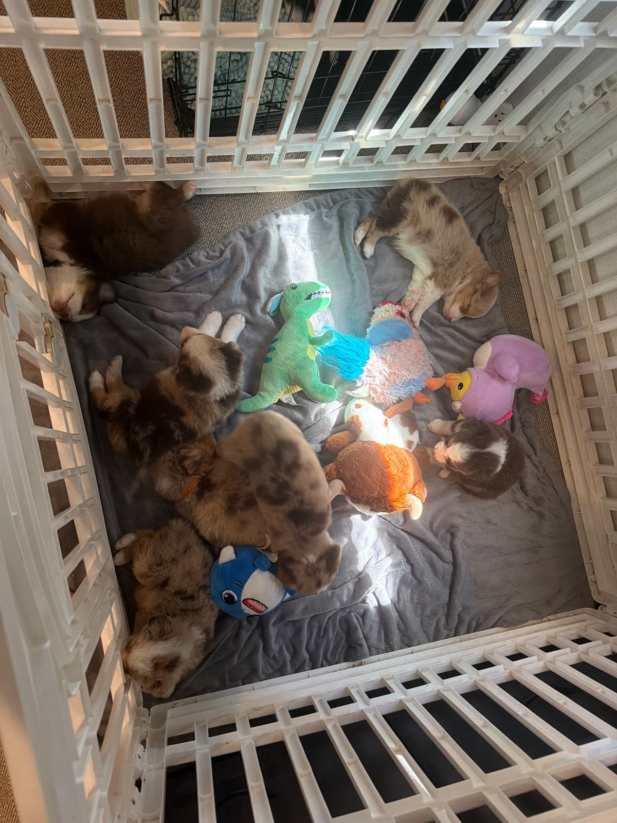 Remi x Rocco 2 — Miniature Australian Shepherd puppies
