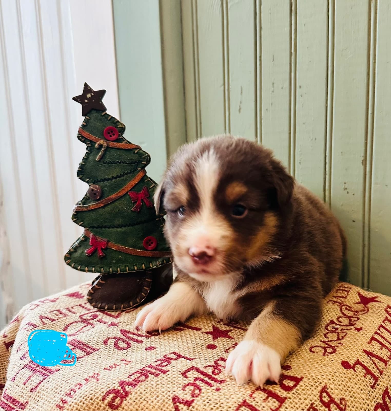 Puppy