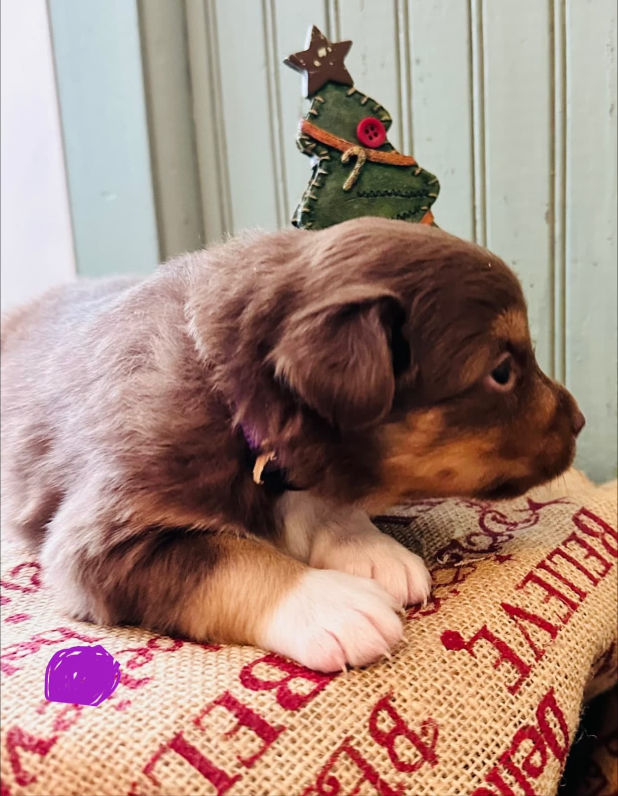 Puppy