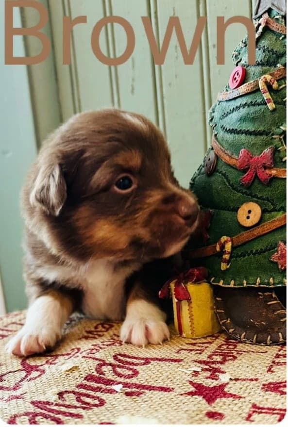 Puppy