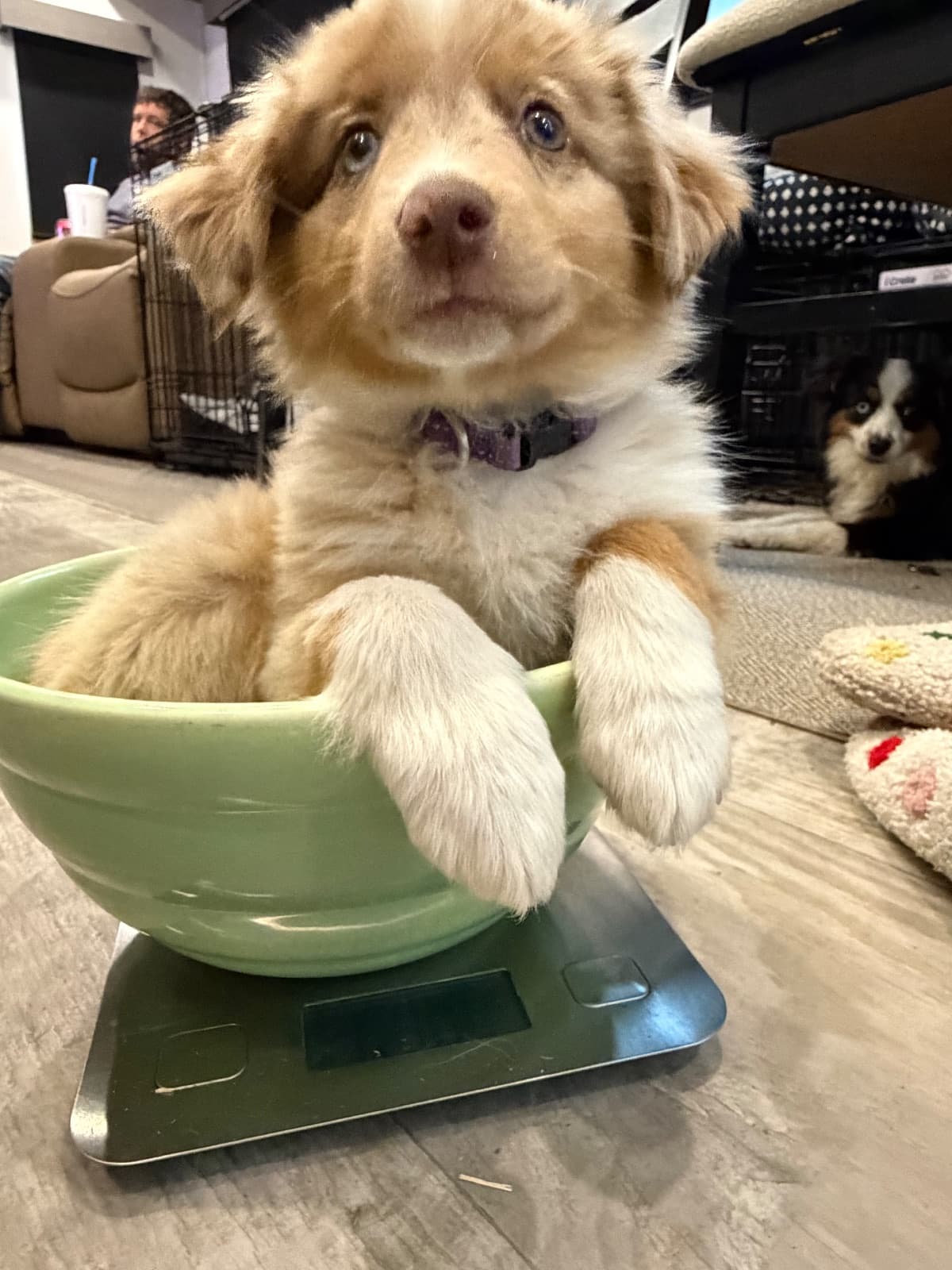 Oakley