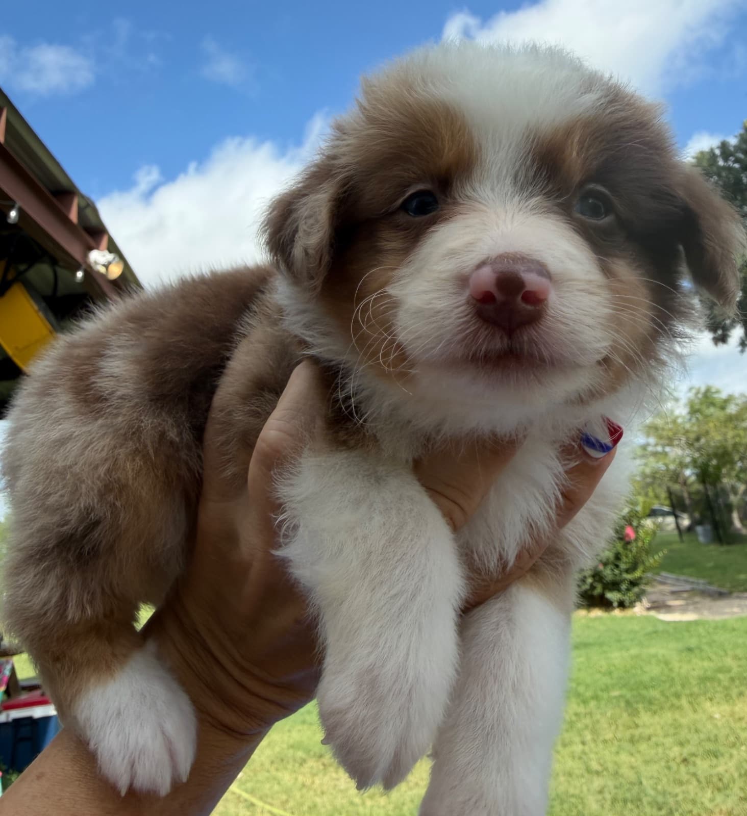 Kitty — Miniature Australian Shepherd puppy