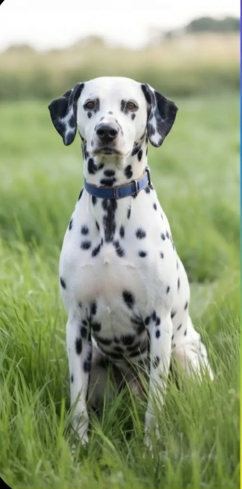 WDWhiskey Booga Boo — Dalmatian