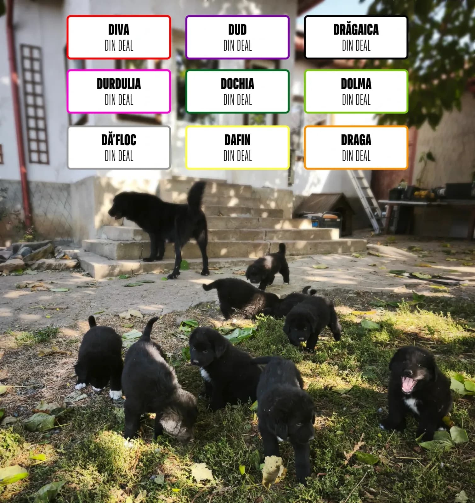 D — Ciobanesc Romanesc Corb puppies