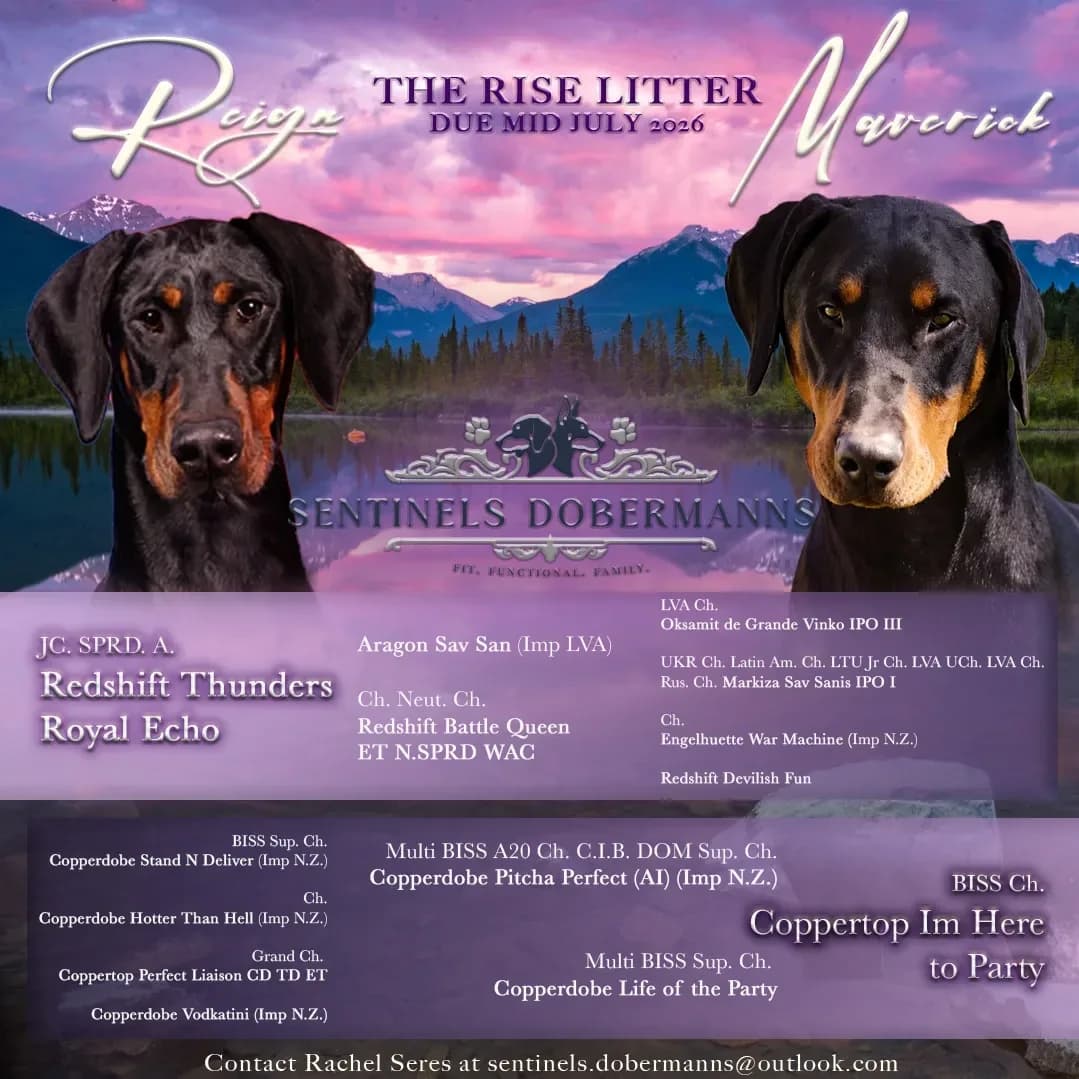 Reign x Maverick 2026 litter