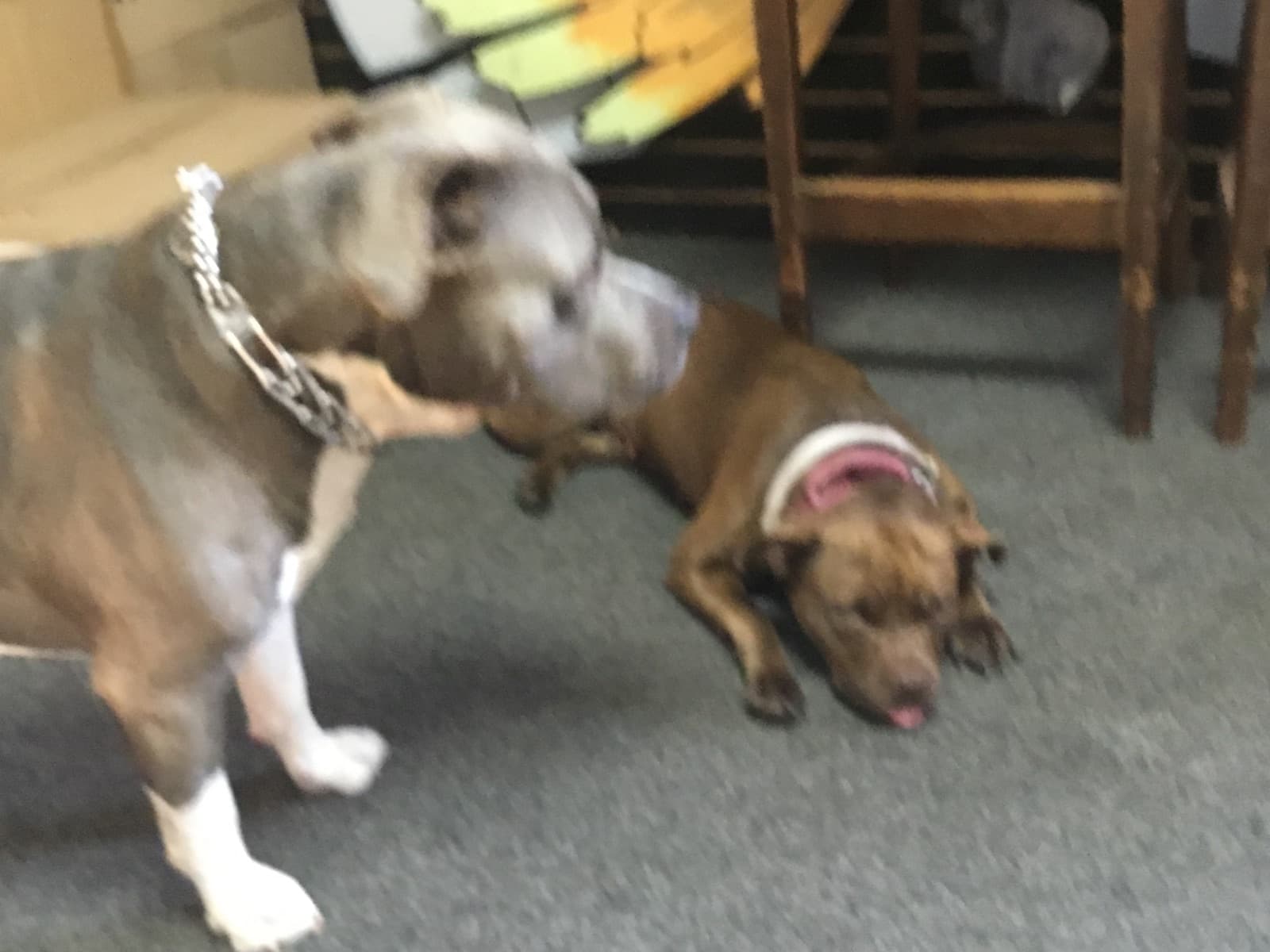 Bel(la) and the Dragon — American Pit Bull Terrier puppies