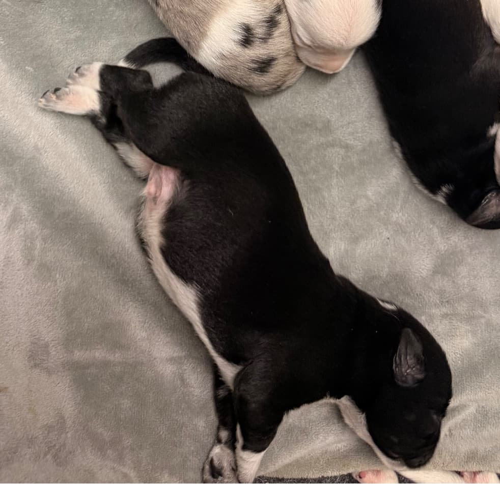 Jet puppy photo