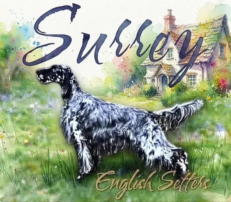 Surrey English Setters — dog breeder