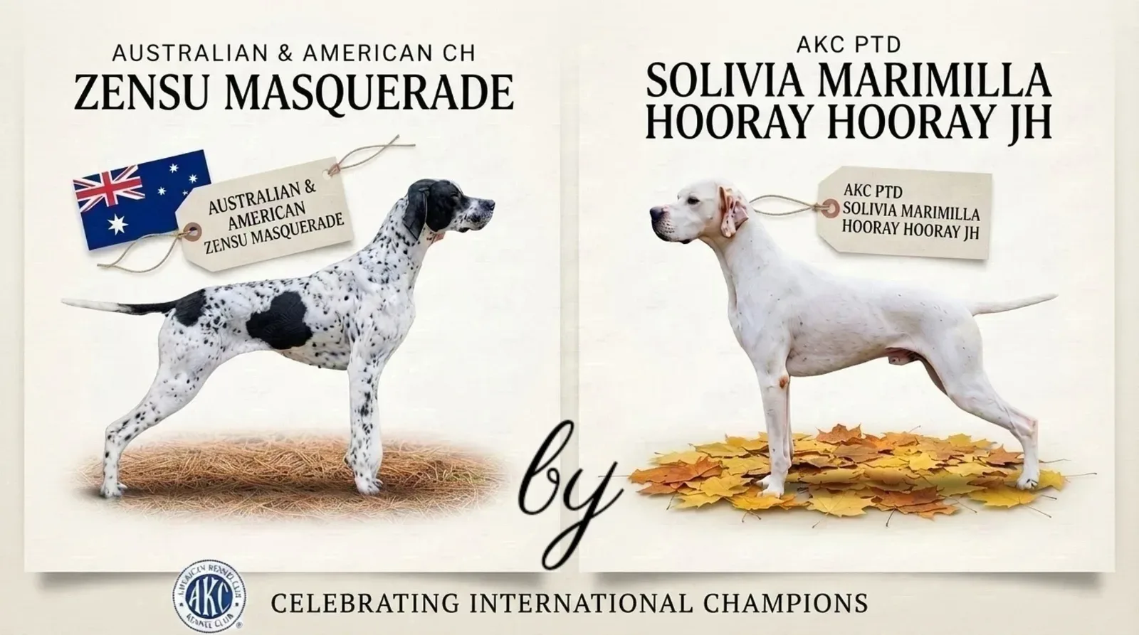 M x H — Pointer puppies